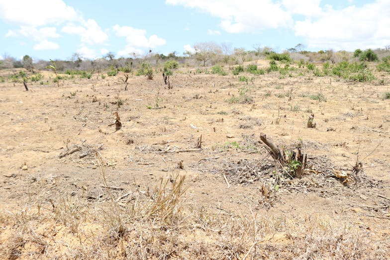 Droogte in Kenia Droogte in Kenia