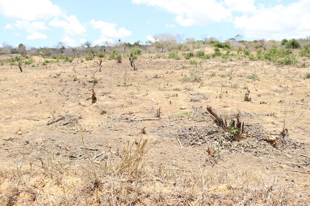 Vernielde oogst door de droogte in Kenia Vernielde oogst door de droogte in Kenia