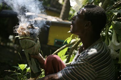 Honing Ethiopie