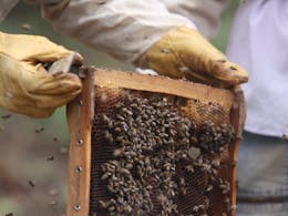 bijen honing ethiopie