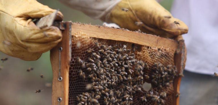 bijen honing ethiopie