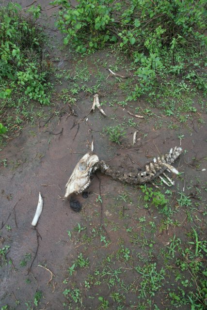 ondervoeding oost afrika