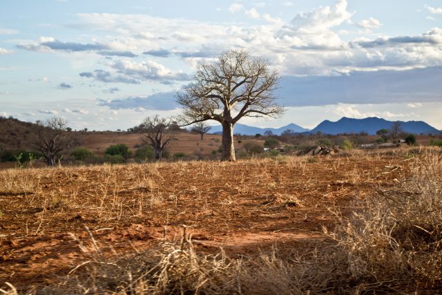 ondervoeding oost afrika