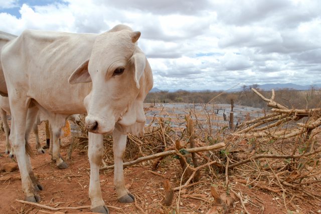 ondervoeding oost afrika